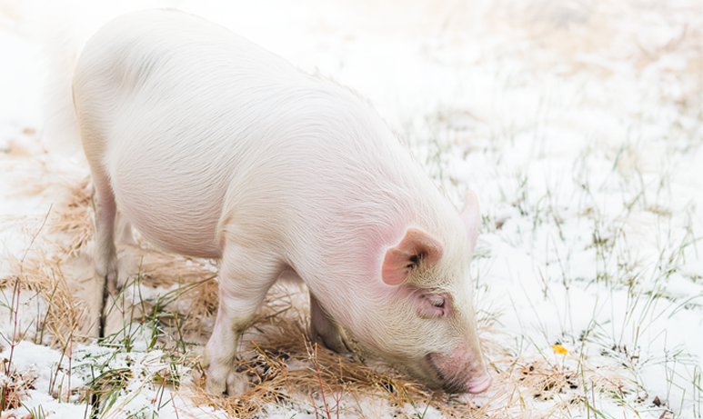 The Origin of Shirakaba Pork しらかば豚 (白樺豚)